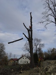 rizikové kácení